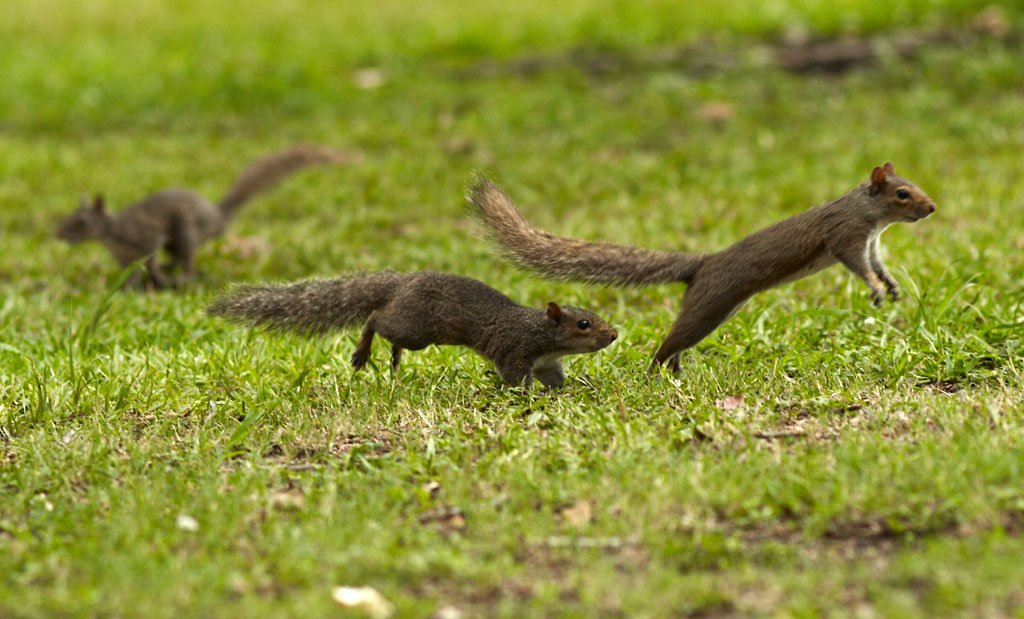 Chasing Squirrels In Summertime