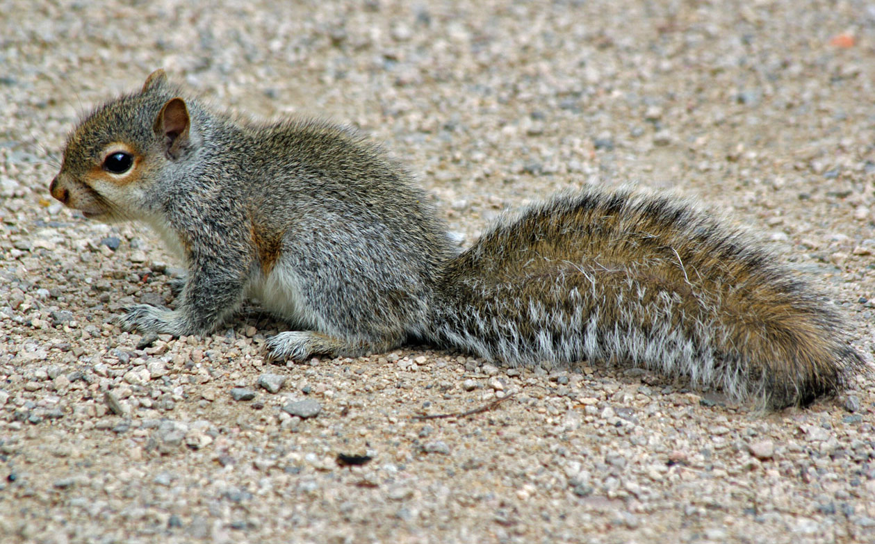 gray squirrel breeding