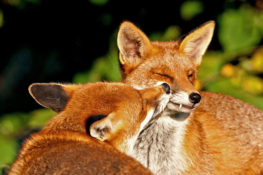 Red Fox Breeding - Mating & Monogamy | Wildlife Online
