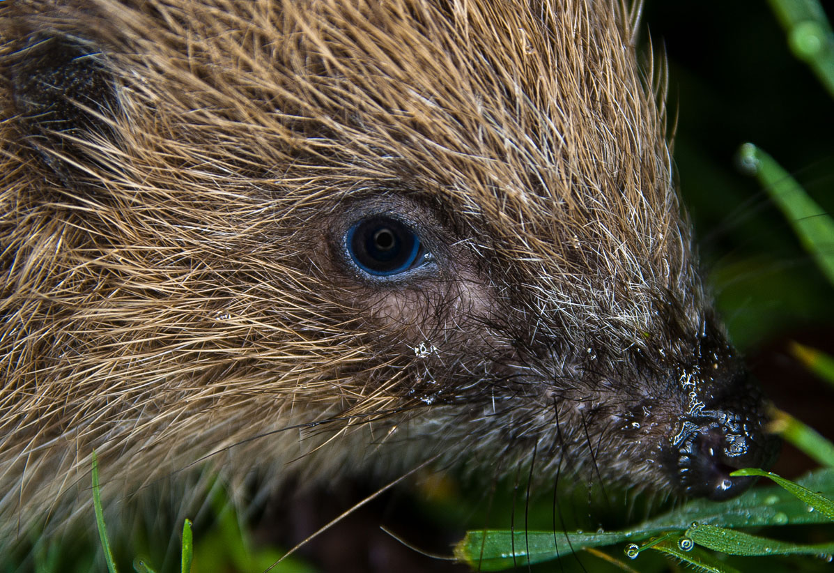 hedgehog night vision camera