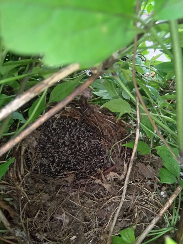 European Hedgehog Nests | Wildlife Online European Hedgehog Nests | Wildlife Online