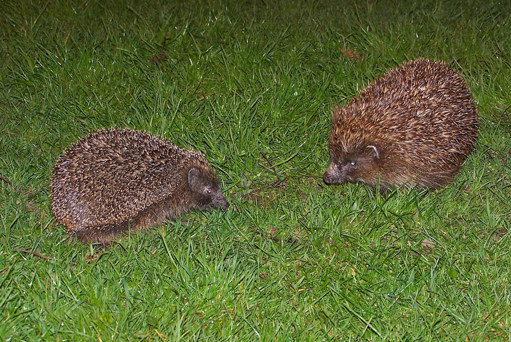 https://www.wildlifeonline.me.uk/assets/ugc/images/hedgehog_pair_on_lawn.jpg