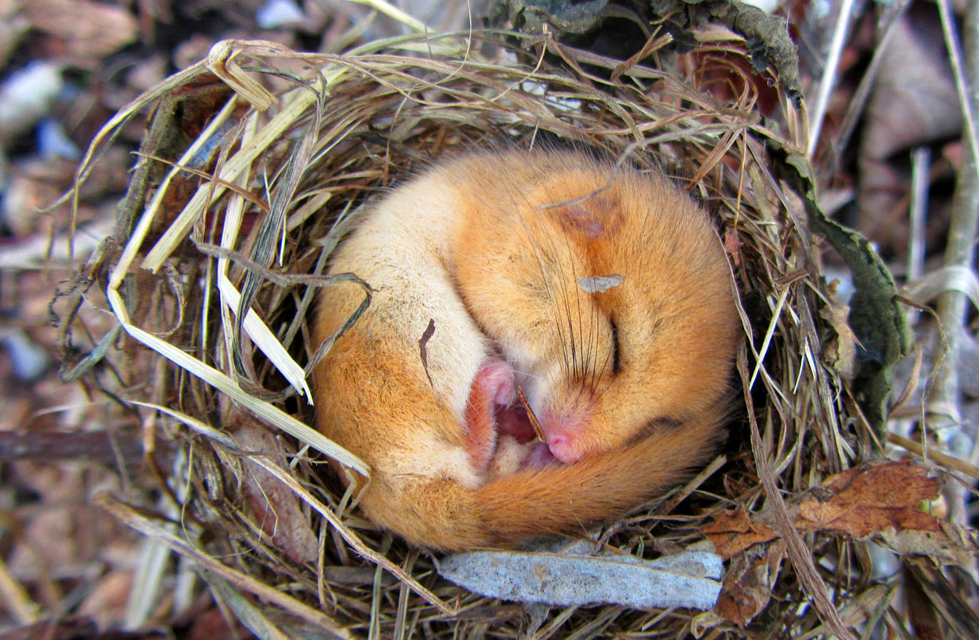 What is hibernation? | Wildlife Online