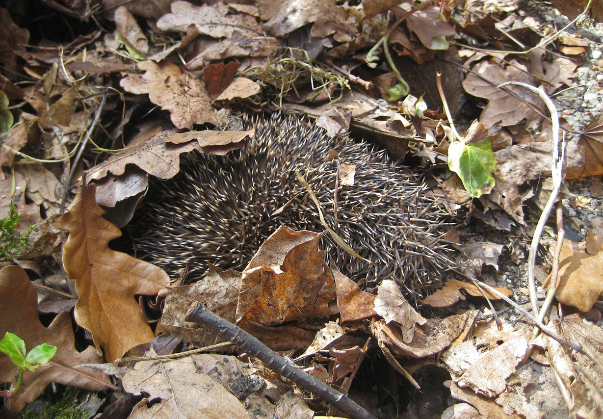 Helping Hedgehogs This Autumn Wildlife Online