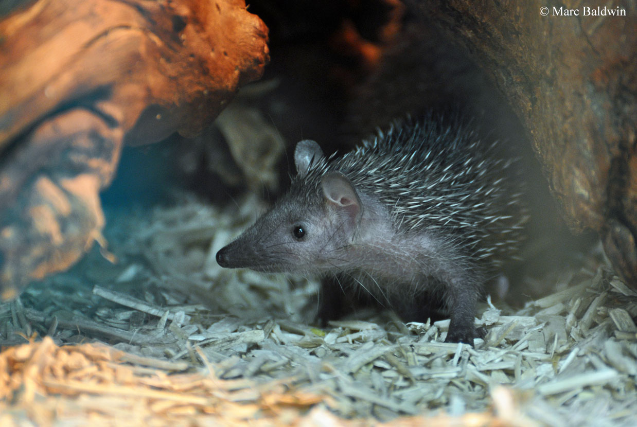 European Hedgehog Taxonomy Wildlife Online
