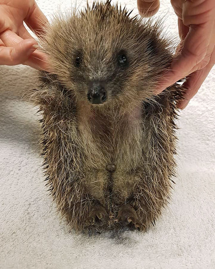 groef Wauw Ordelijk European Hedgehog Sexing | Wildlife Online