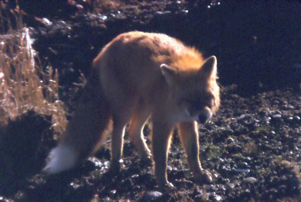 Rabies and the Red Fox | Wildlife Online