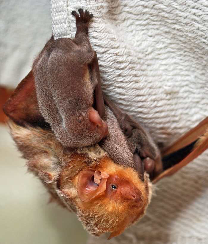 how long to feed baby bat