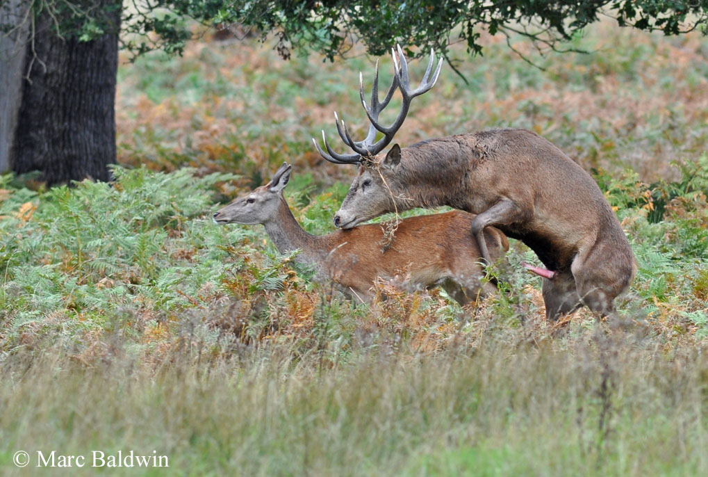 Do Deer Mate With Their Offspring