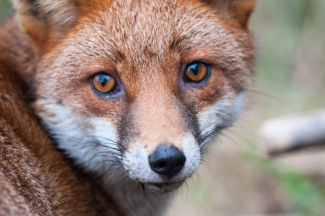 Red Fox Behaviour - Dispersal | Wildlife Online