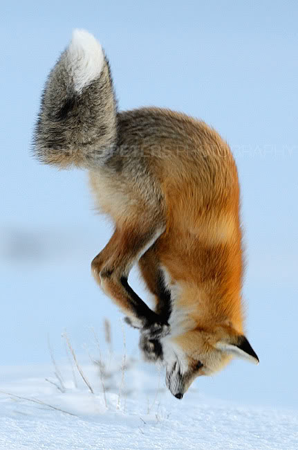 Red Fox Diet - Hunting Strategies & Behaviour | Wildlife Online