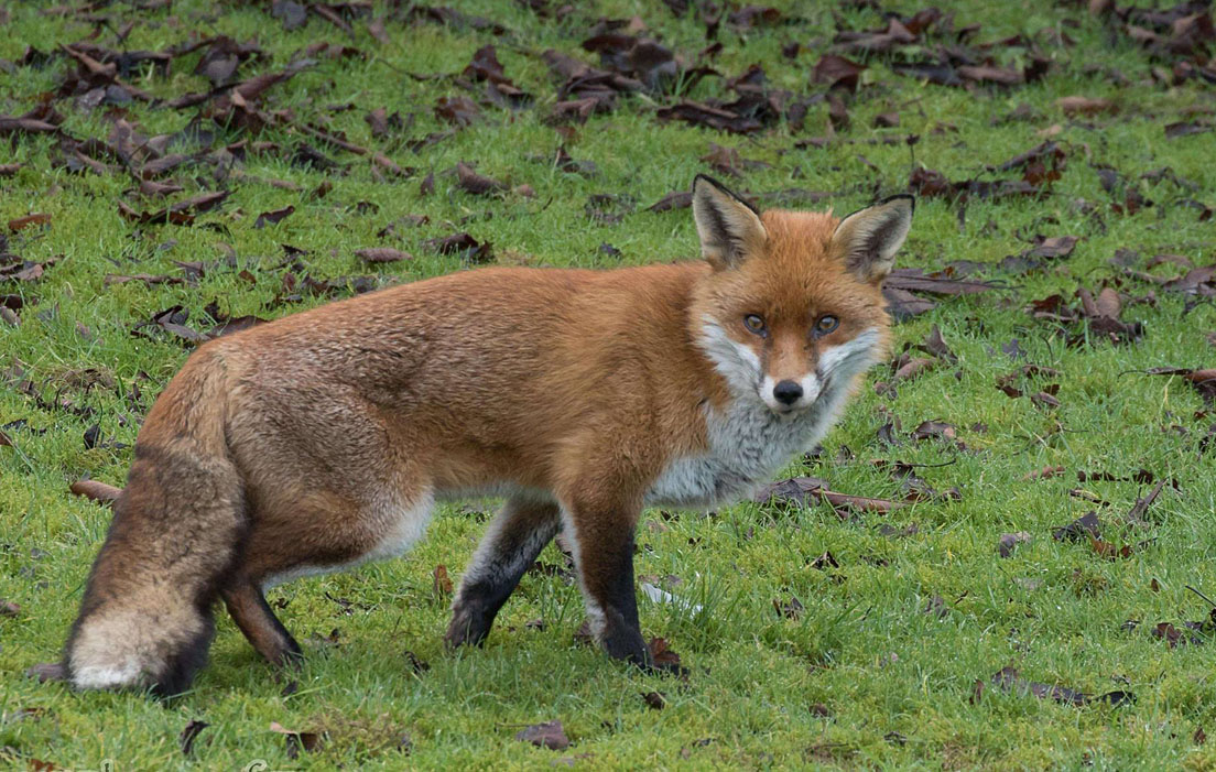 Fox Tails