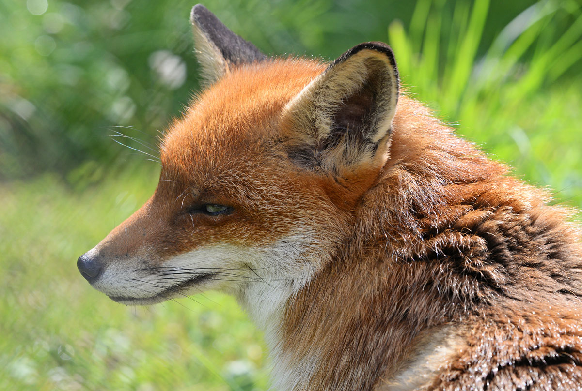 Beautiful, red fox skull with impressive canines, available at Natur