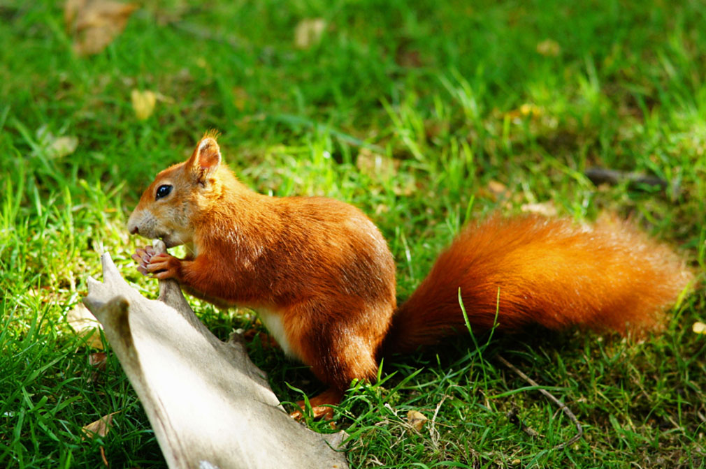 Squirrel Food & Feeding - Bone-eating | Wildlife Online