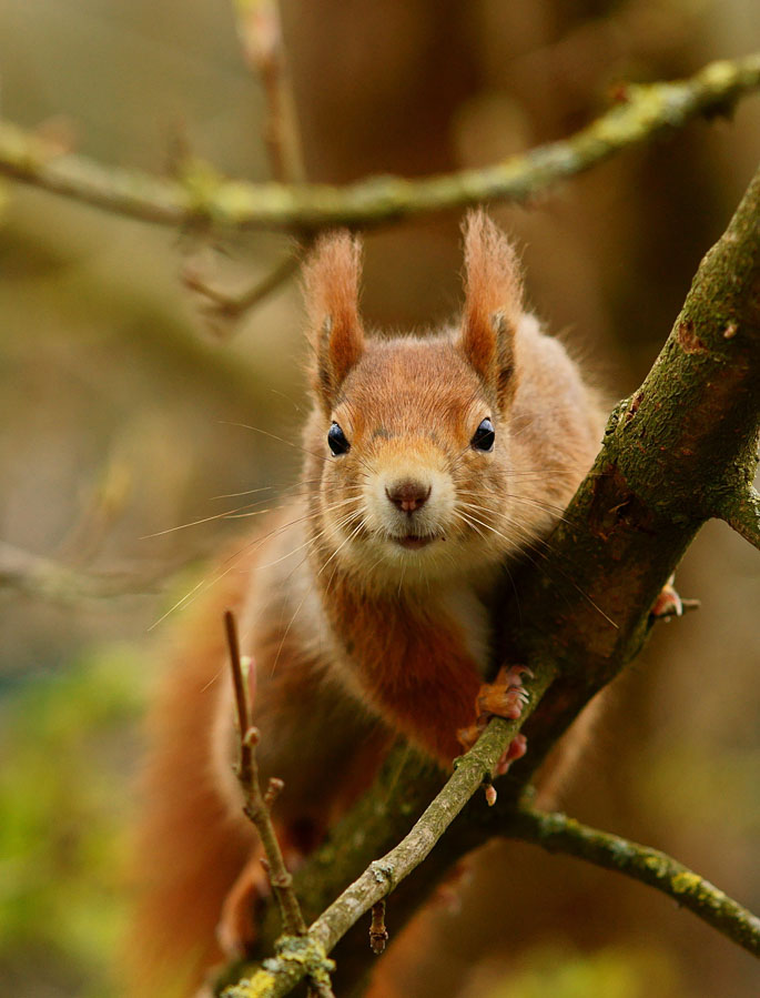 Squirrel Senses | Wildlife Online
