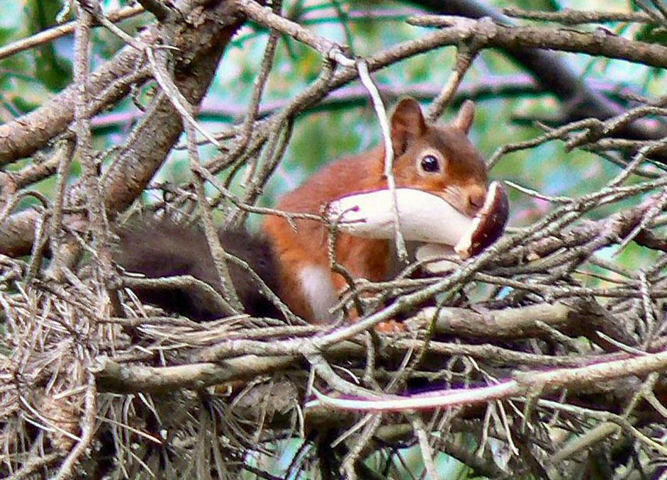 Squirrel Food & Feeding - Diet Composition | Wildlife Online