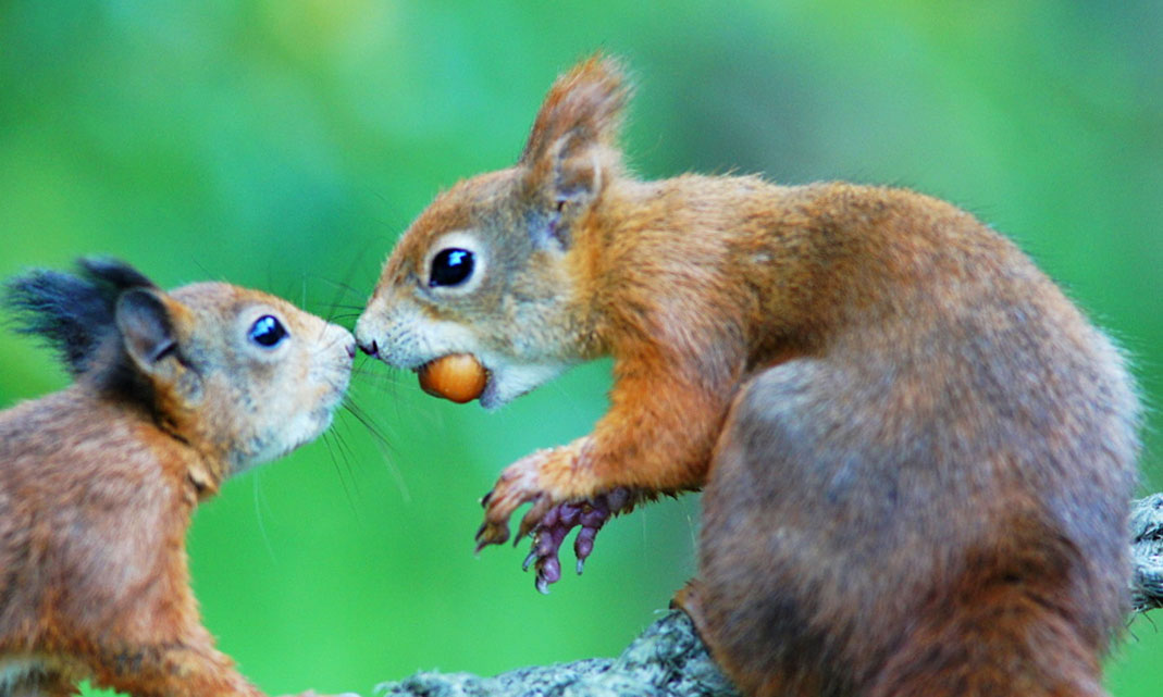 squirrel kiss meme