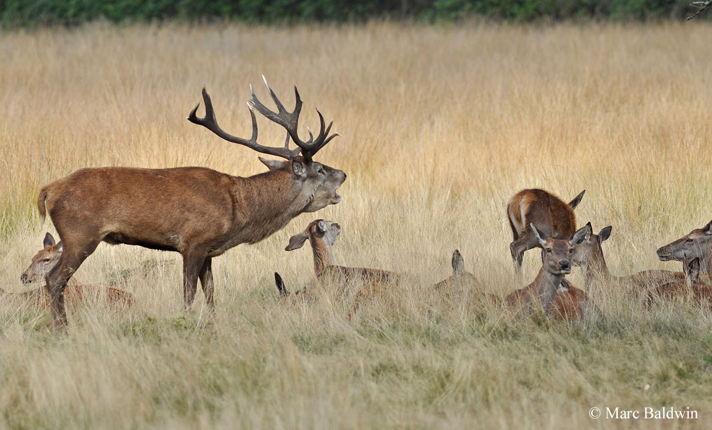 Red Deer Breeding Biology Wildlife Online photo