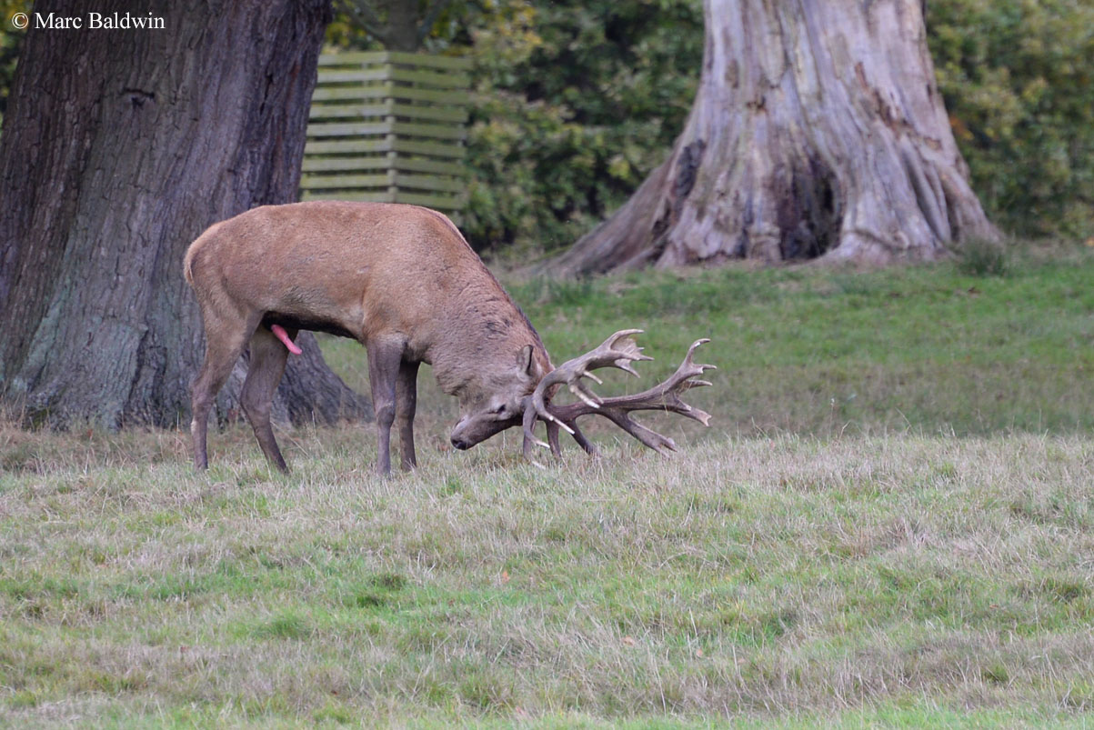 24 hour vet red hot sale deer
