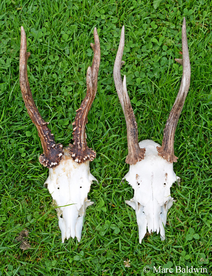 Antlers vs. Horns: What's the Difference?