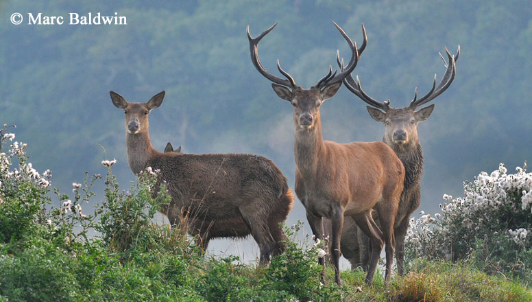 Red Deer Appearance | Wildlife Online