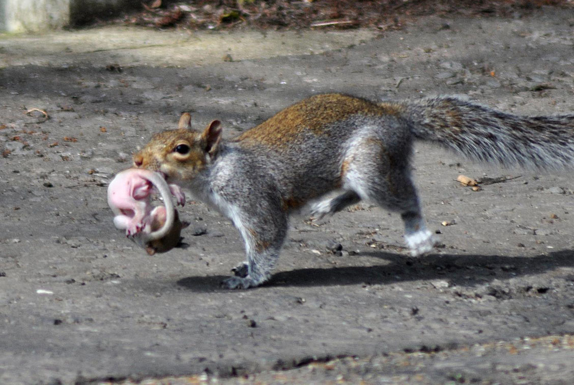 gray squirrel breeding