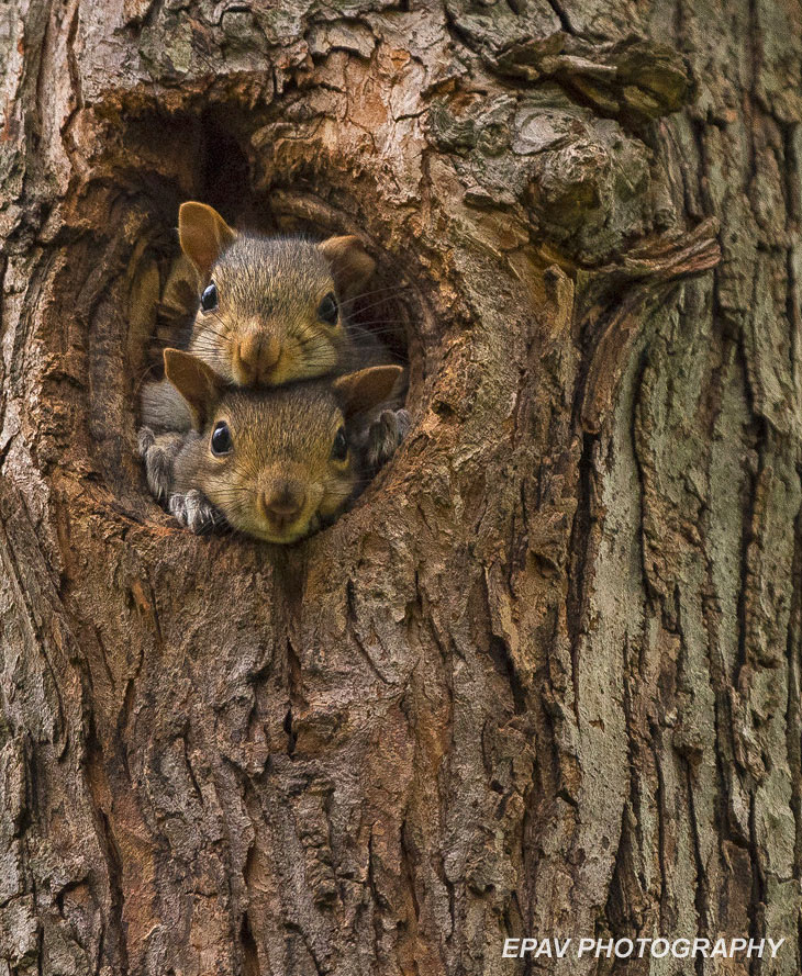 Inside Squirrel Nest