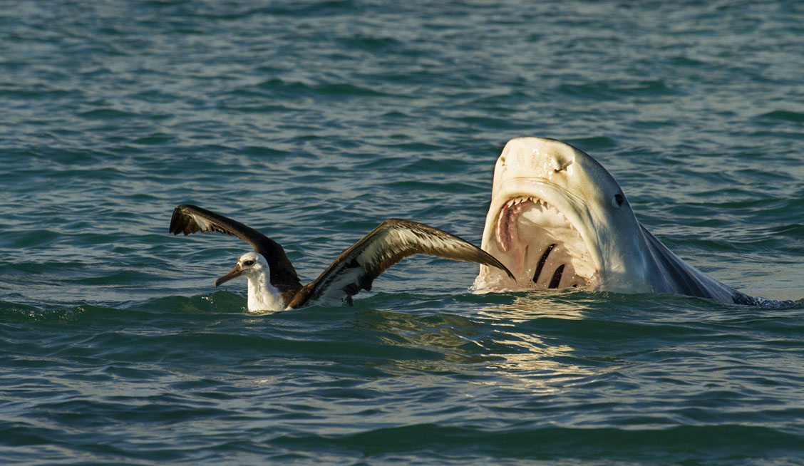 Shark Attack!  Wildlife Online
