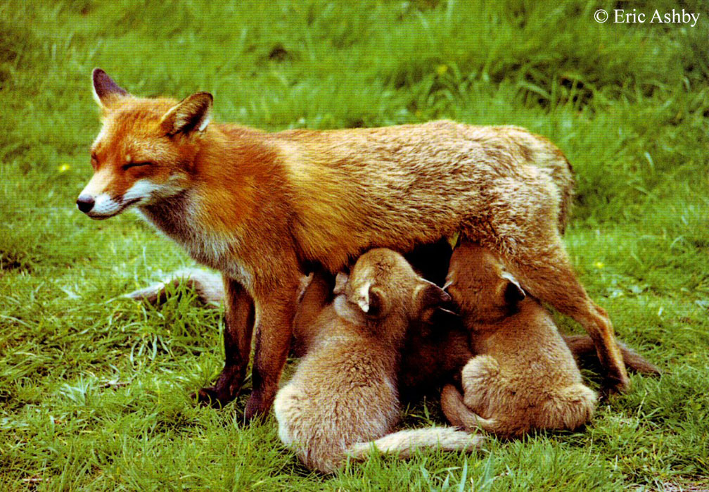Red shop fox puppies