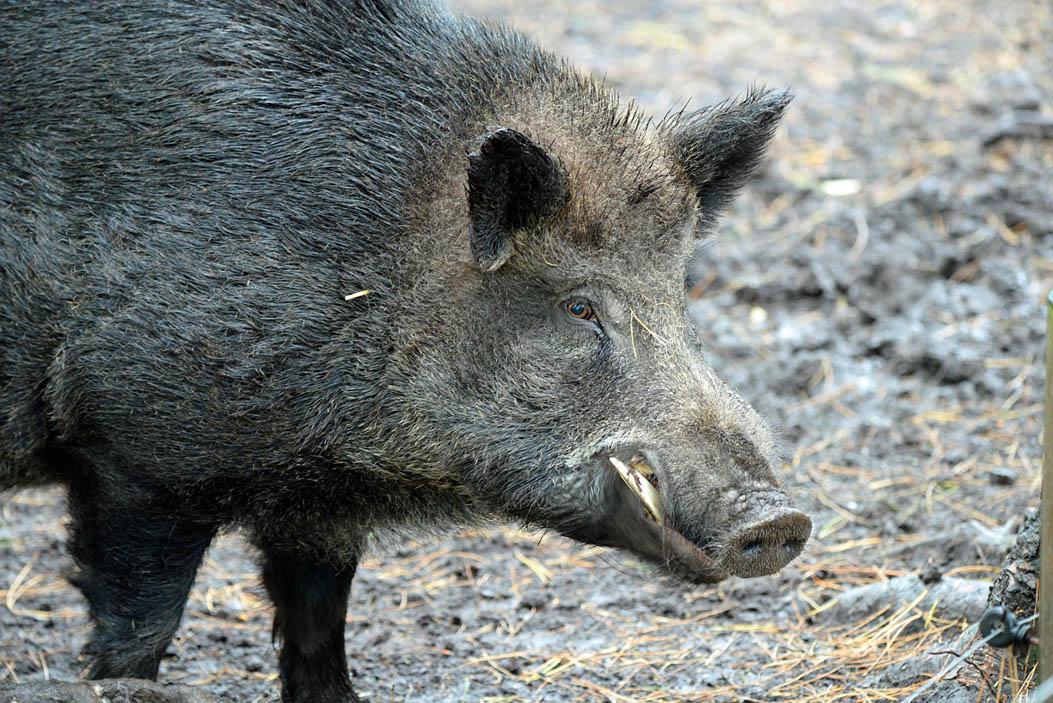 canidae wild boar